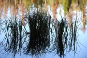 Reflexion-in-Lake