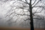 Tree-in-Fog-3