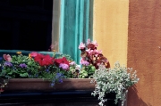 Window-of-Flowers