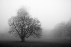 Tree in Fog