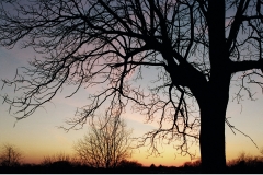Tree-at-Sunset-716