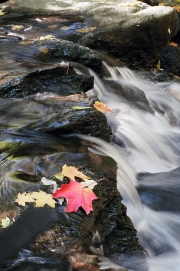 Leaves-In-Creek