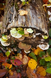 Trunk-and-Leaves-