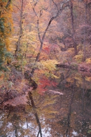 Wissahickon-Creek-1A