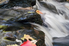 Leaves-In-Creek