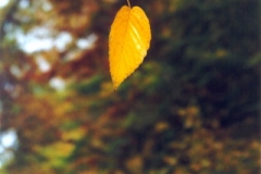 The-leaf-2