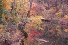 Wissahickon-Creek-1A